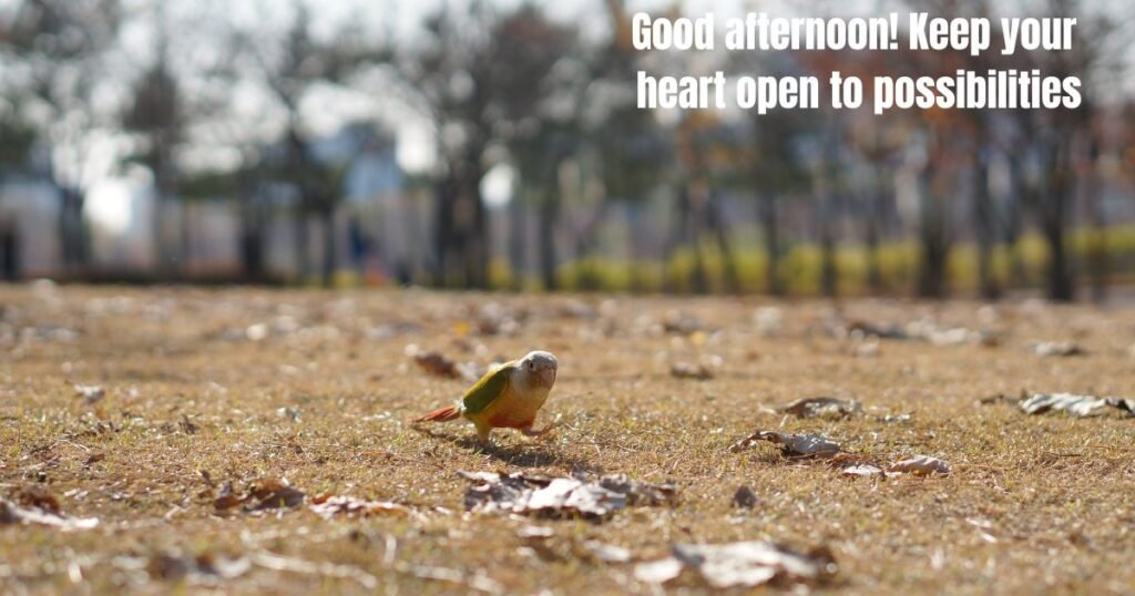Good afternoon have a blessed day messages to brighten someone’s day with faith, kindness, encouragement, and warmth. Find your favorite and share it.